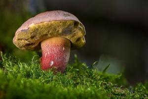Pilz pixabay.news