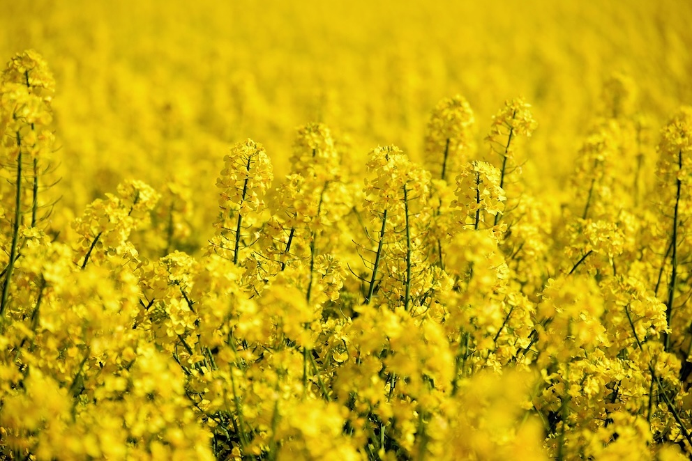 Raps Feld Biodiesel   pexels