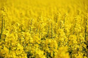 Raps Feld Biodiesel   pexels.news